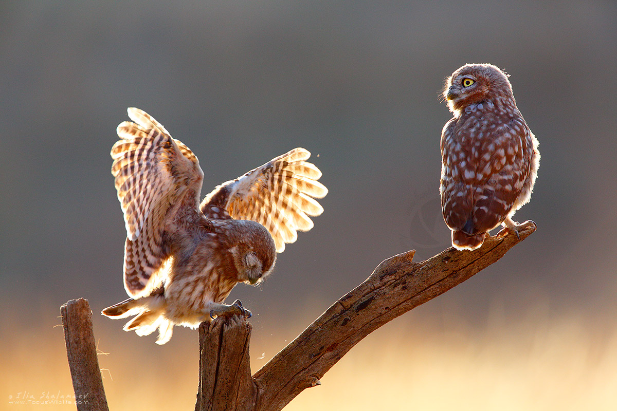 Little Owls
