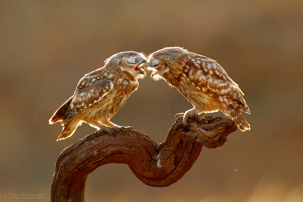 Owls Kiss