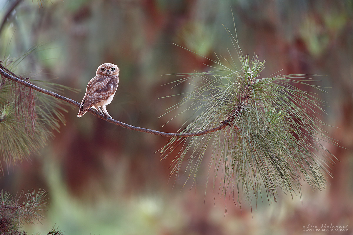 Little Owl