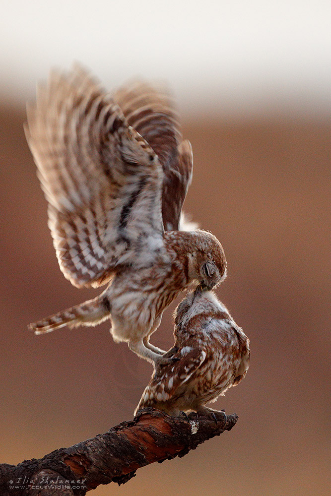 Little Owl Couple