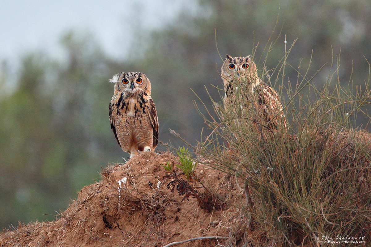 Eagle Owls Couple