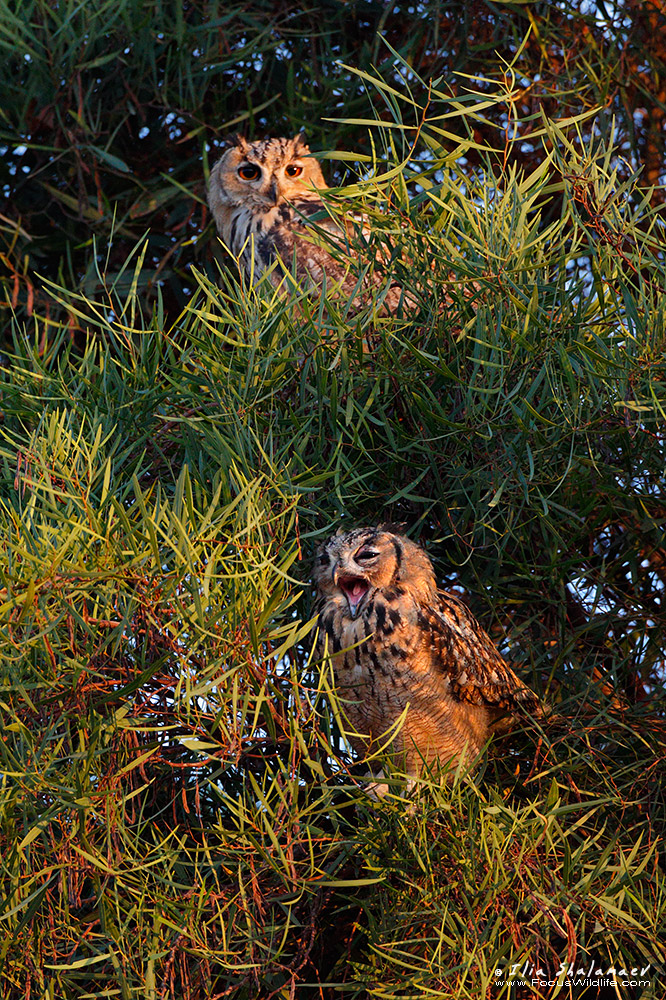 Eagle Owl Morning Yawn