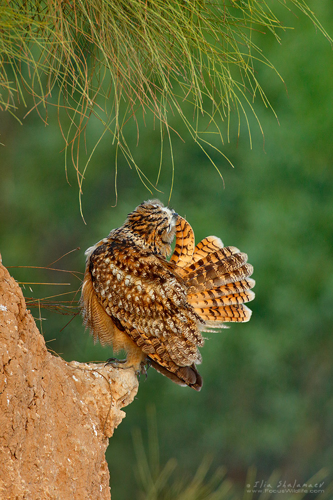 Eagle_Owl_07