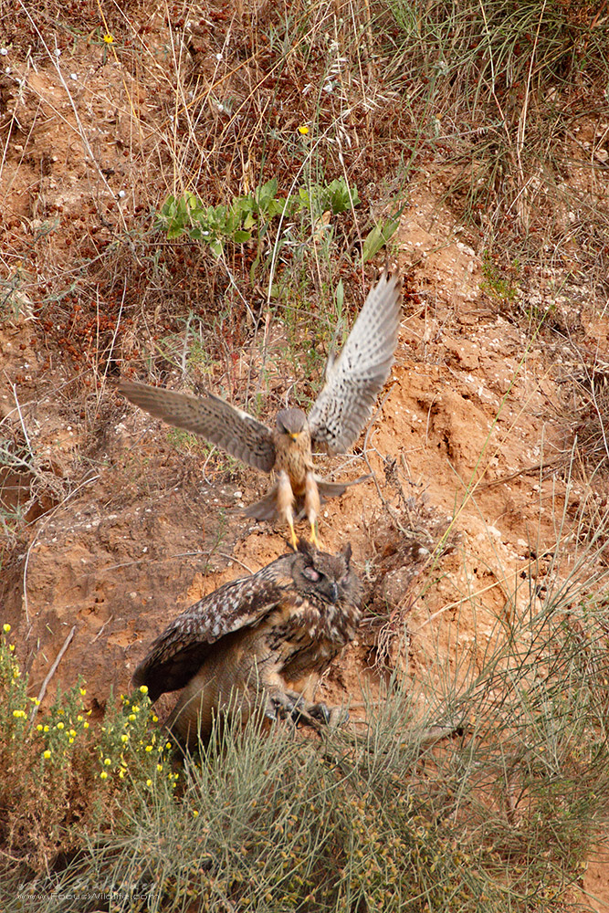 Eagle Owl Attacked by Kestrel