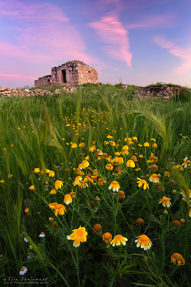 Spring bloom in deserted village