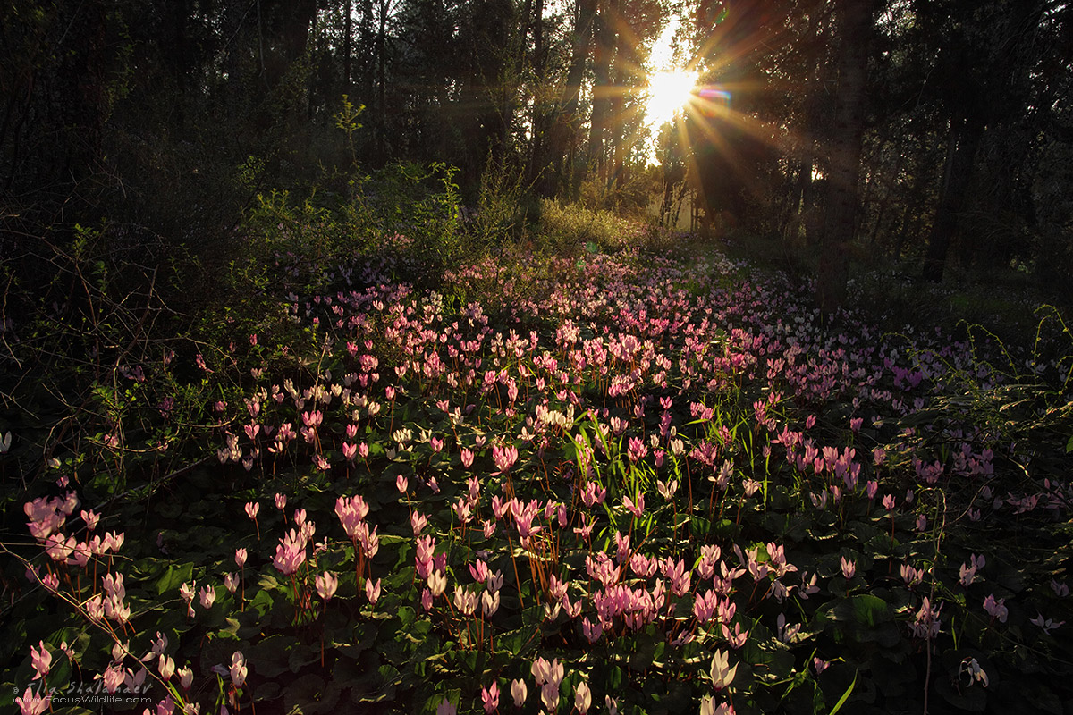 Candles on FOrest Ground