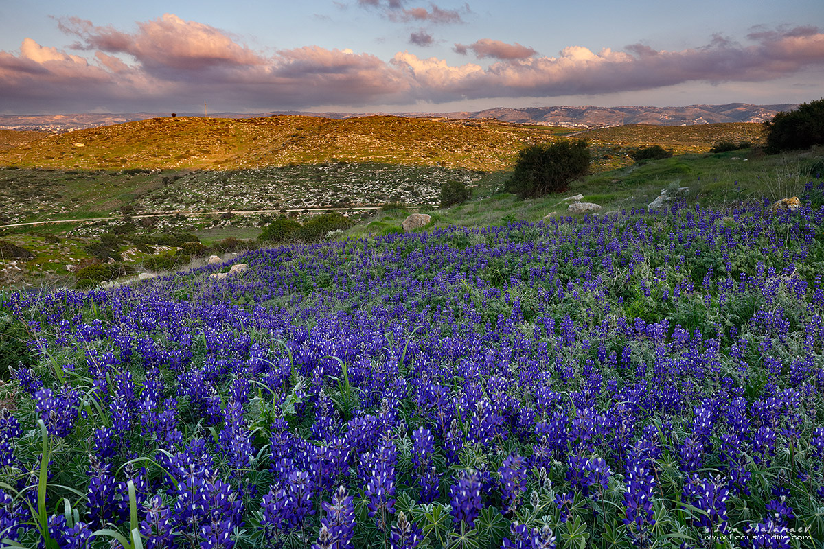 Blue Lupines Bloom