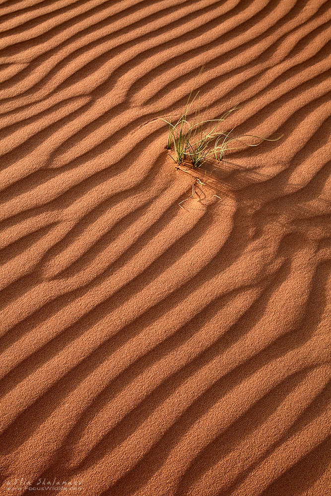 Sand Ripples
