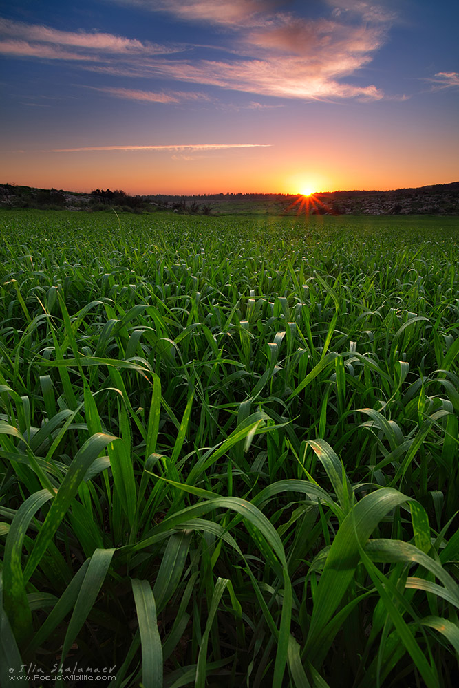 Green Field