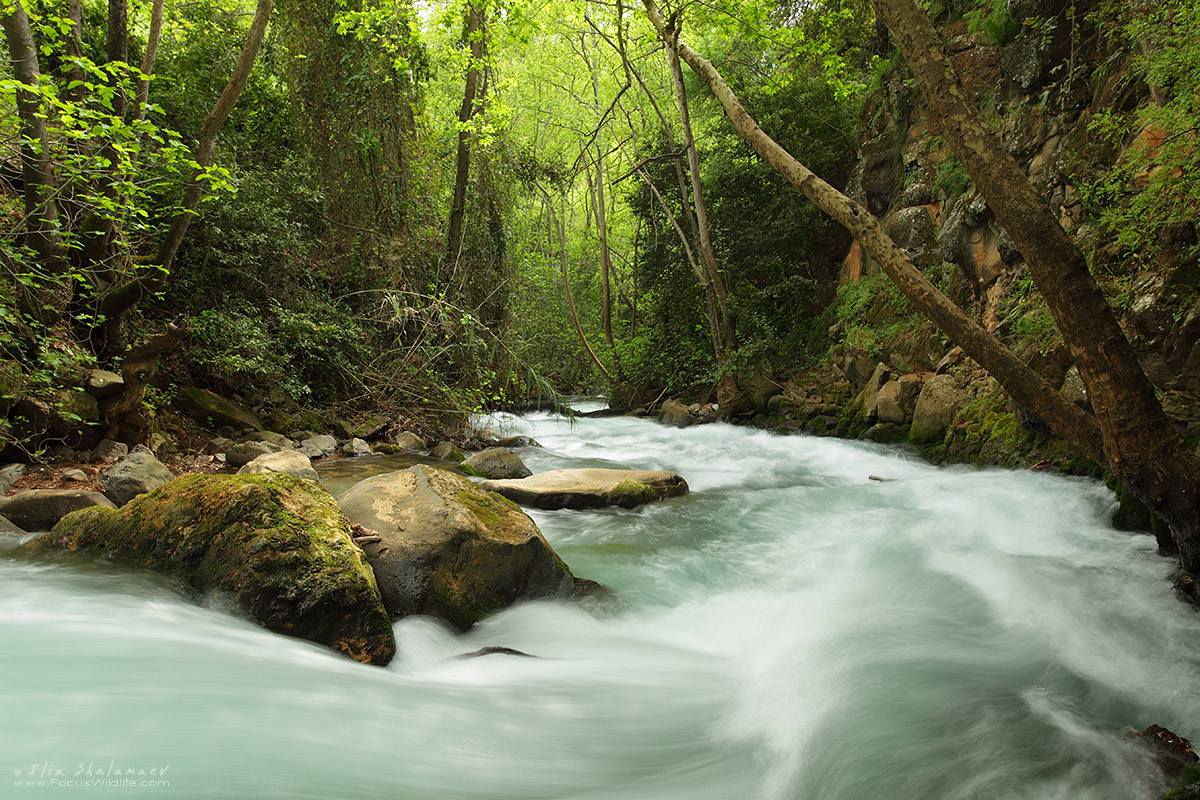 Hermon Stream