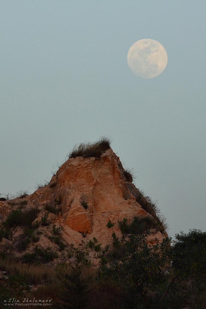 Raising Moon