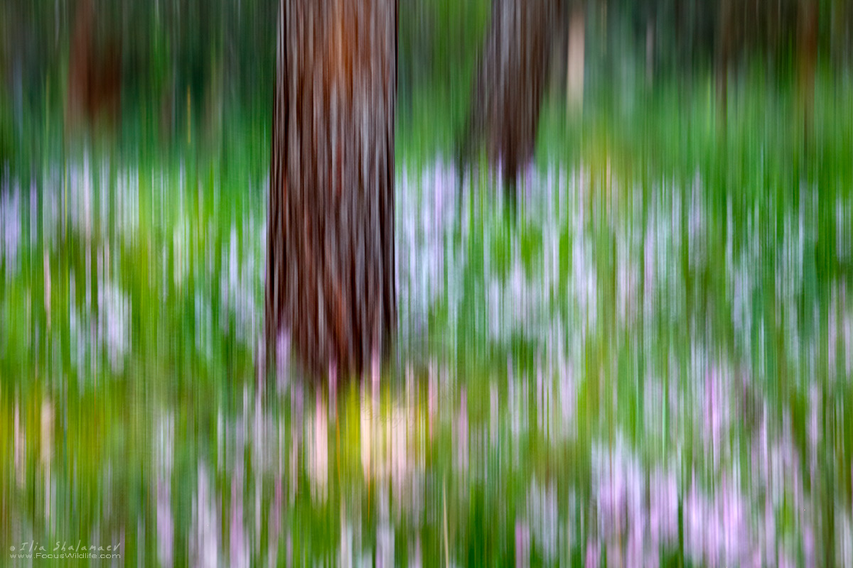 אבסטרקט אביבי ביער