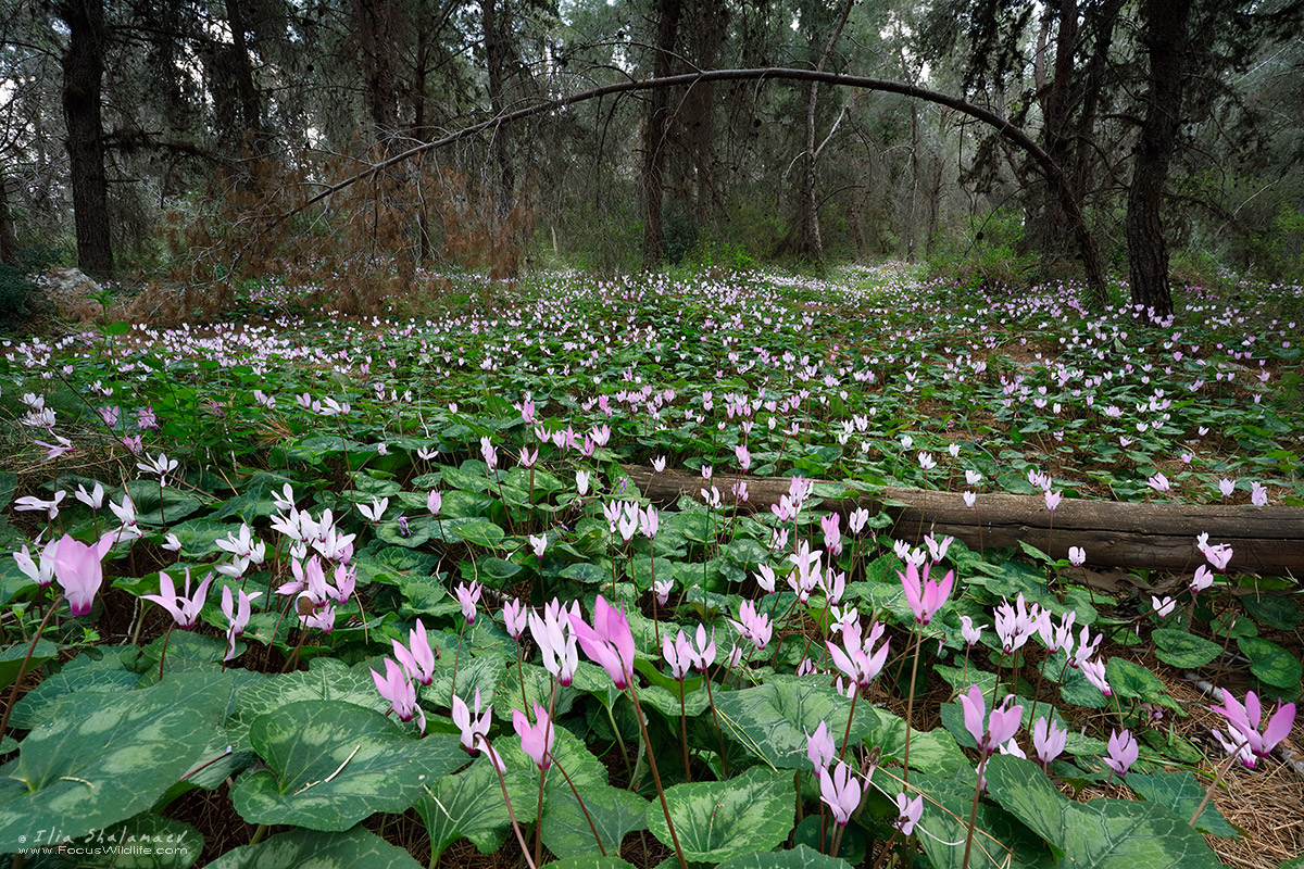 Cyclamens in Forest