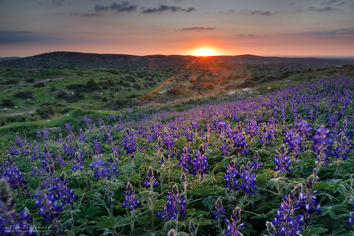 Blue Lupines Bloom
