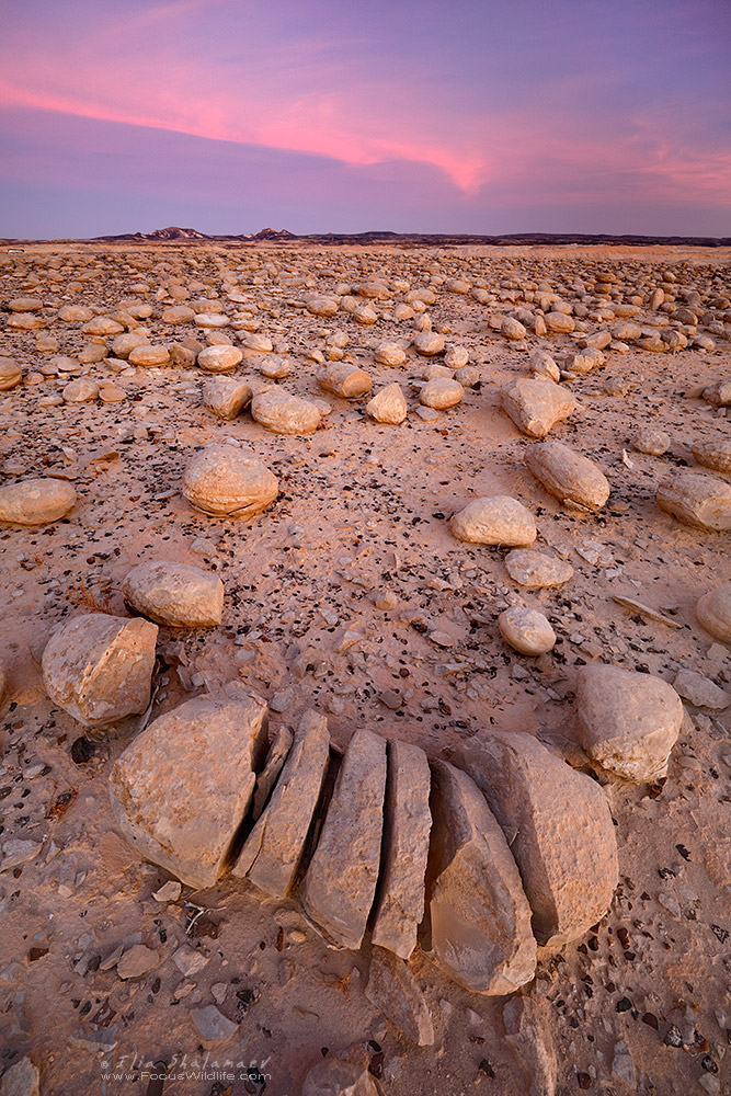 Bulbus Rocks Field