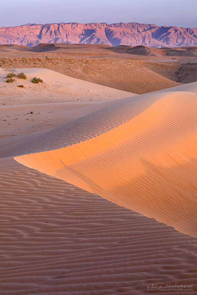 Dune and ripples