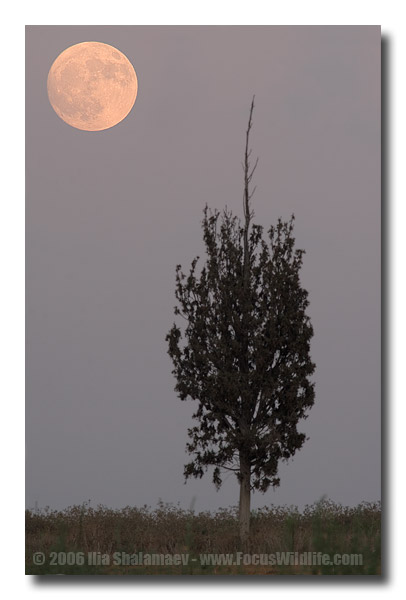 העץ וזריחת הירח