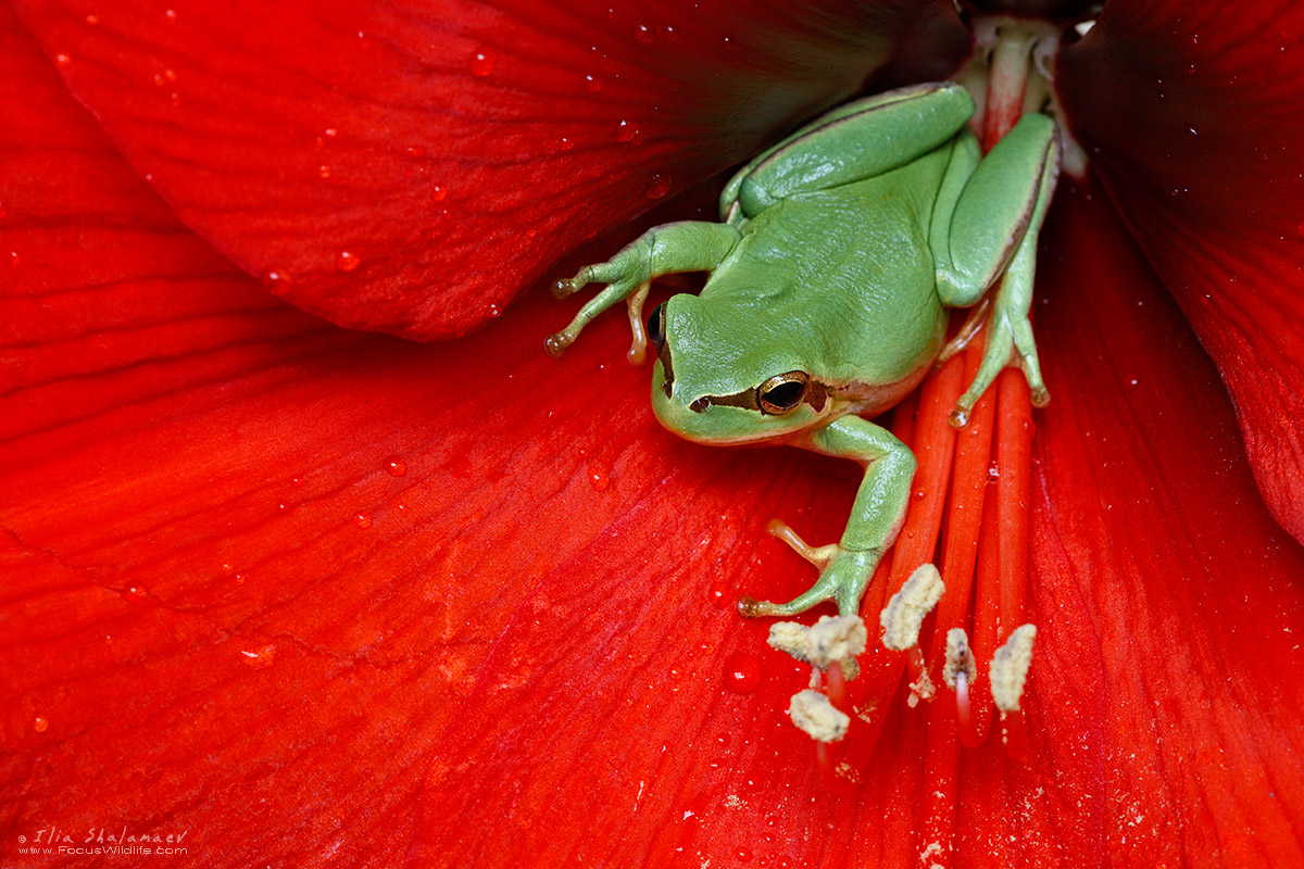 European Tree Frog