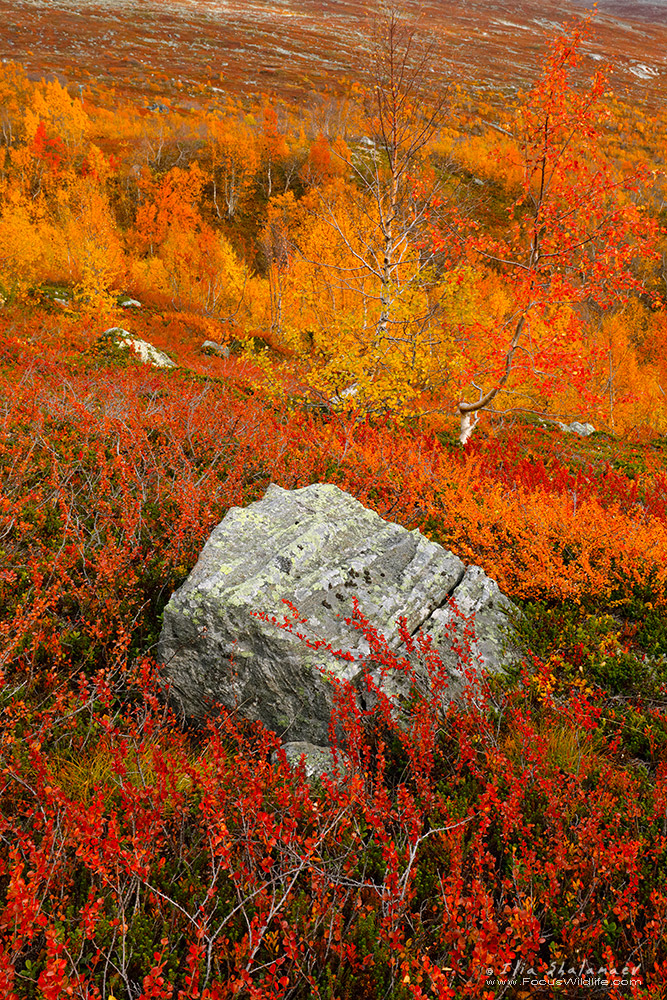 Norway Fall